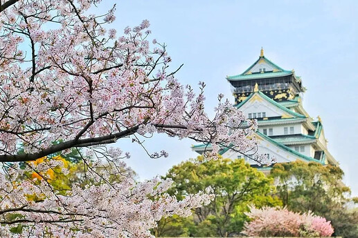 樱花图