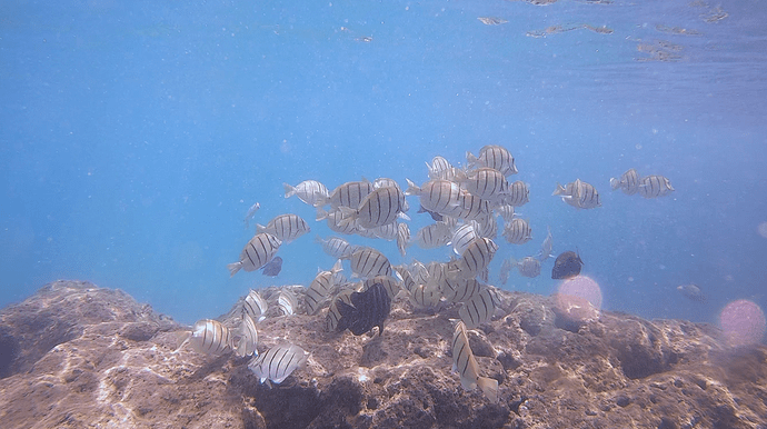 hanauma bay