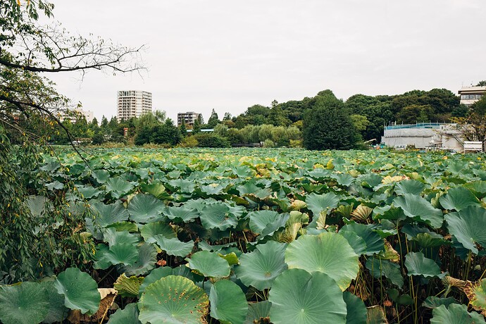 Ueno Park lotus pond