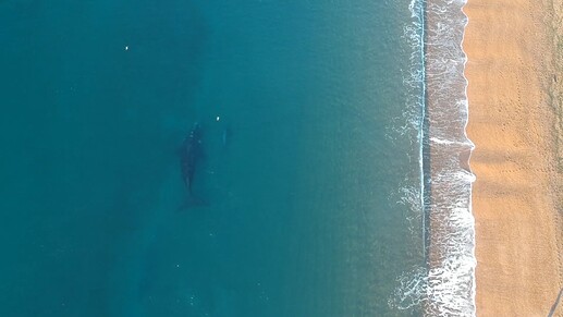 yt1s.com - PUERTO MADRYN la UNICA PLAYA del MUNDO donde PASA ESTO byFogz.mp4_20220709_185157.977