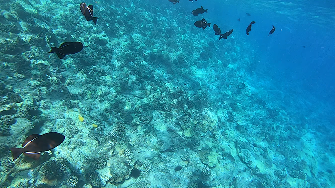 molokini